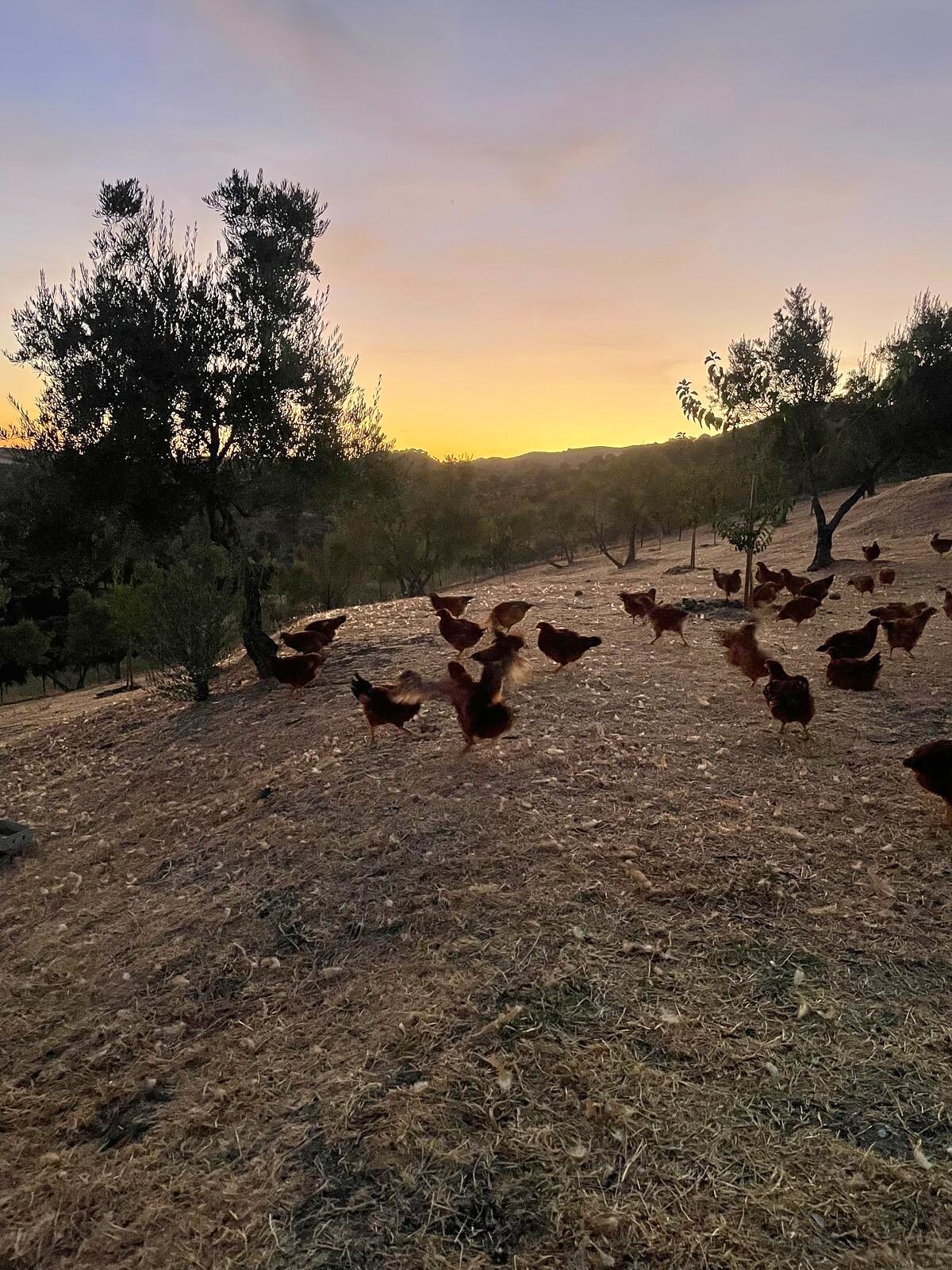 Aves de Finca Loma Verde campeando en el olivar al atardecer, en la Sierra de Grazalema