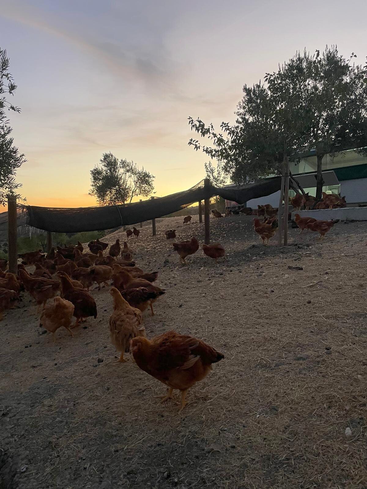 Aves de Finca Loma Verde bajo la malla de sombra junto a la nave, al atardecer