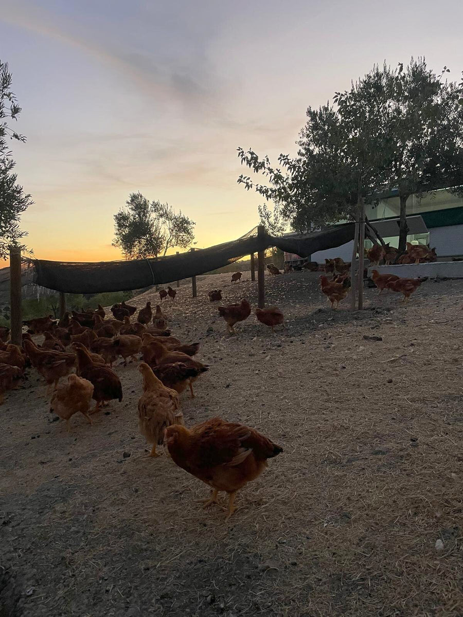 Aves de Finca Loma Verde bajo la malla de sombra junto a la nave, al atardecer