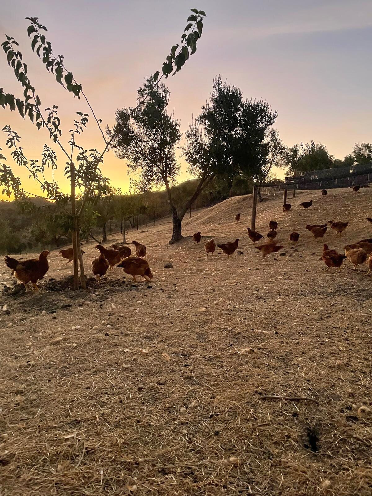 Aves de Finca Loma Verde picoteando junto a un frutal joven en la ladera, al atardecer