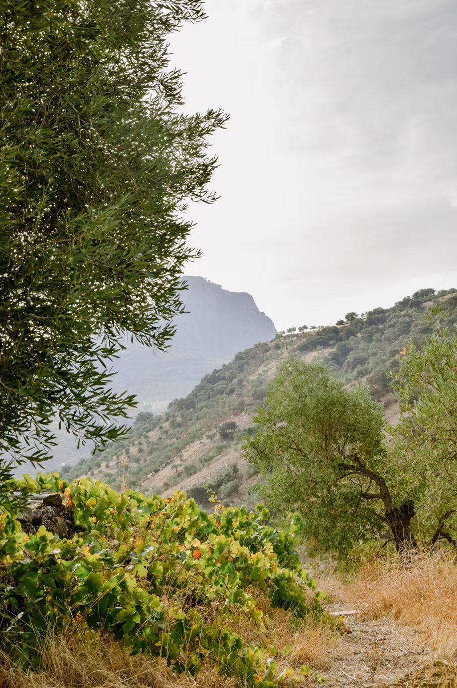 Finca Loma Verde, en la Sierra de Grazalema