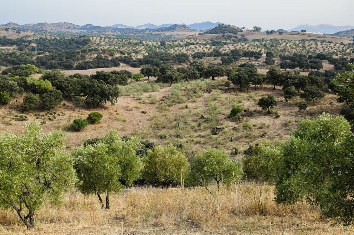 Finca Loma Verde, en la Sierra de Grazalema