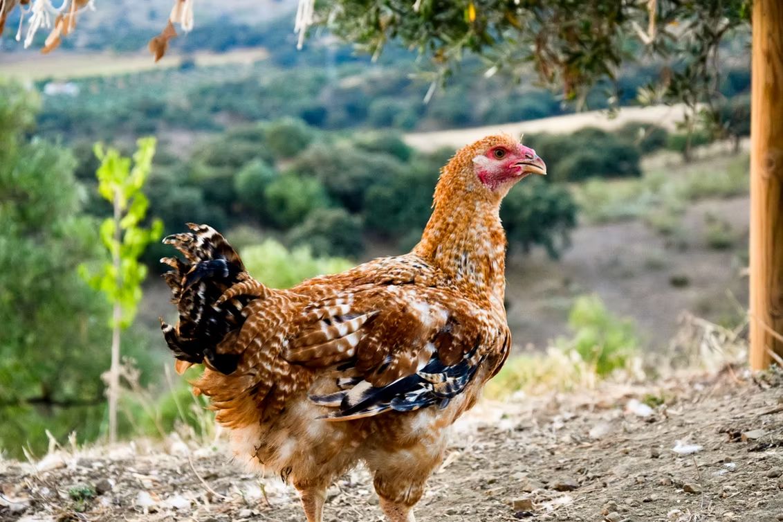 Finca Loma Verde, en la Sierra de Grazalema