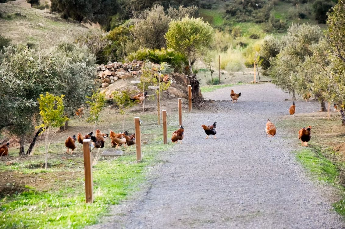 Finca Loma Verde, en la Sierra de Grazalema
