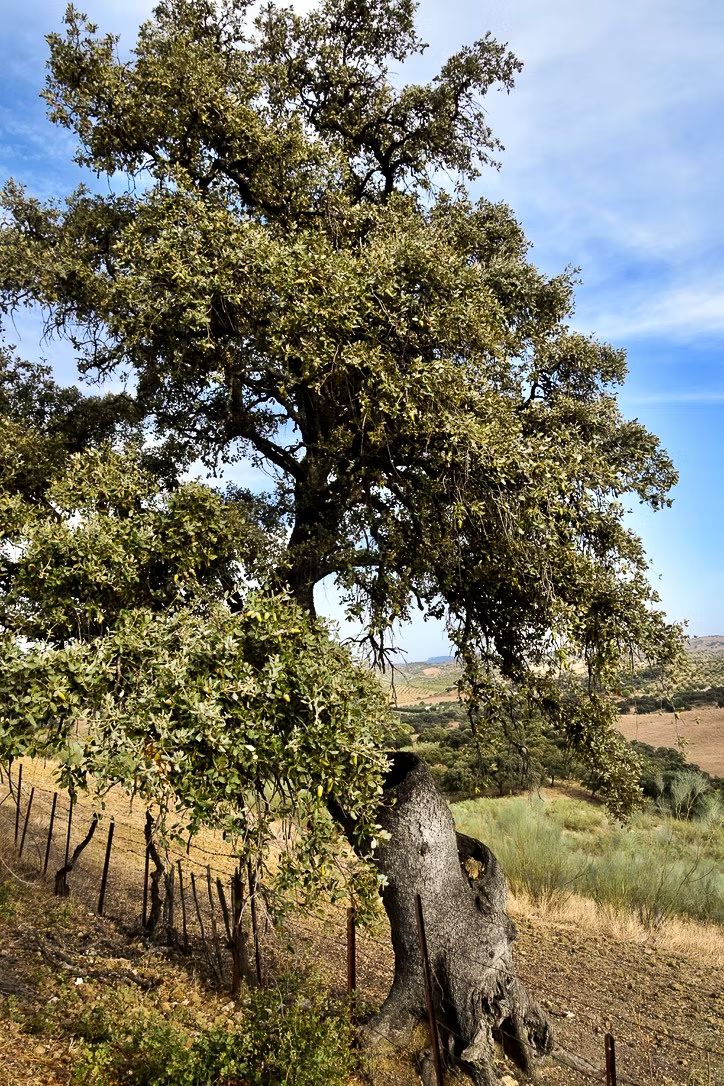 Finca Loma Verde, en la Sierra de Grazalema