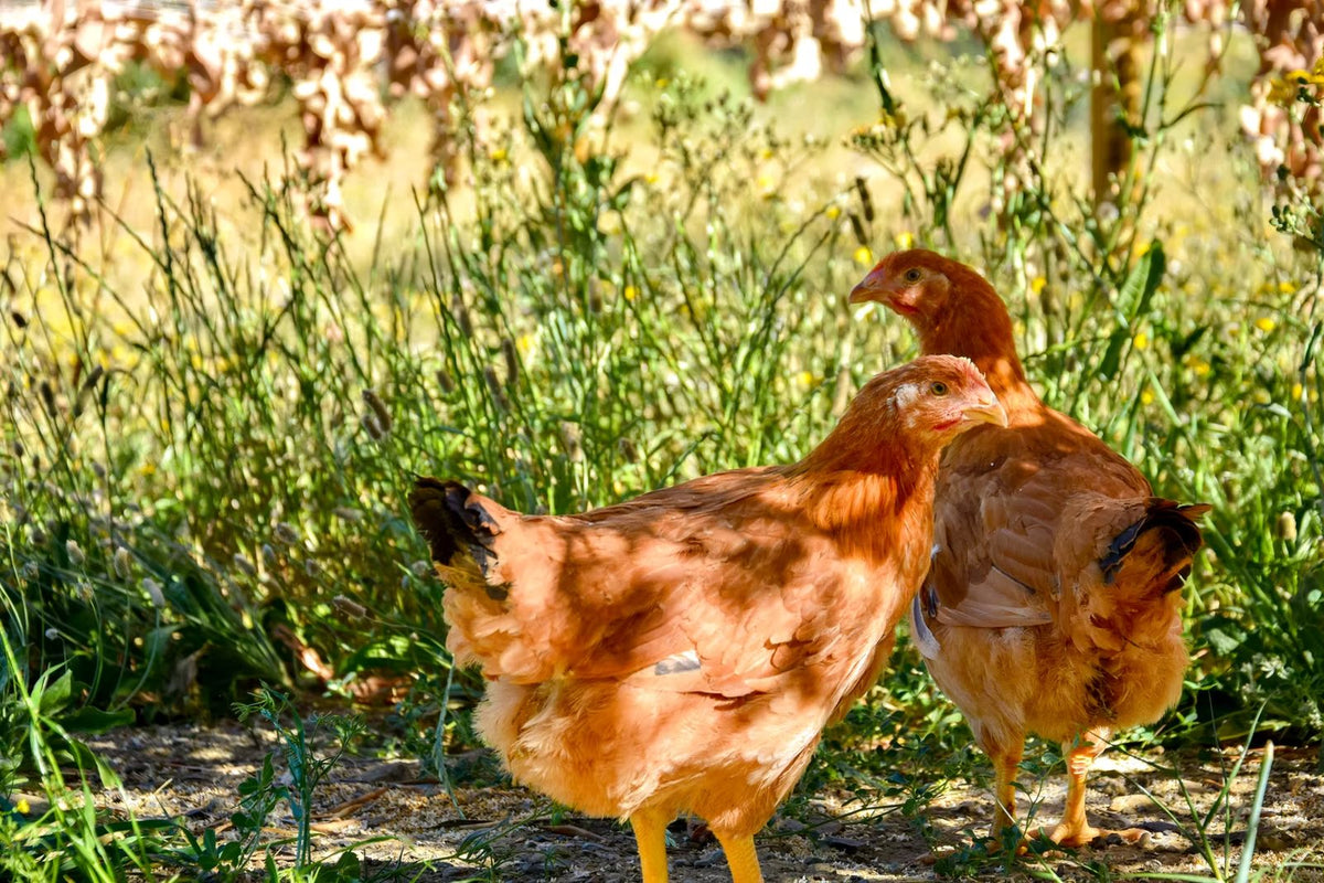 Finca Loma Verde, en la Sierra de Grazalema
