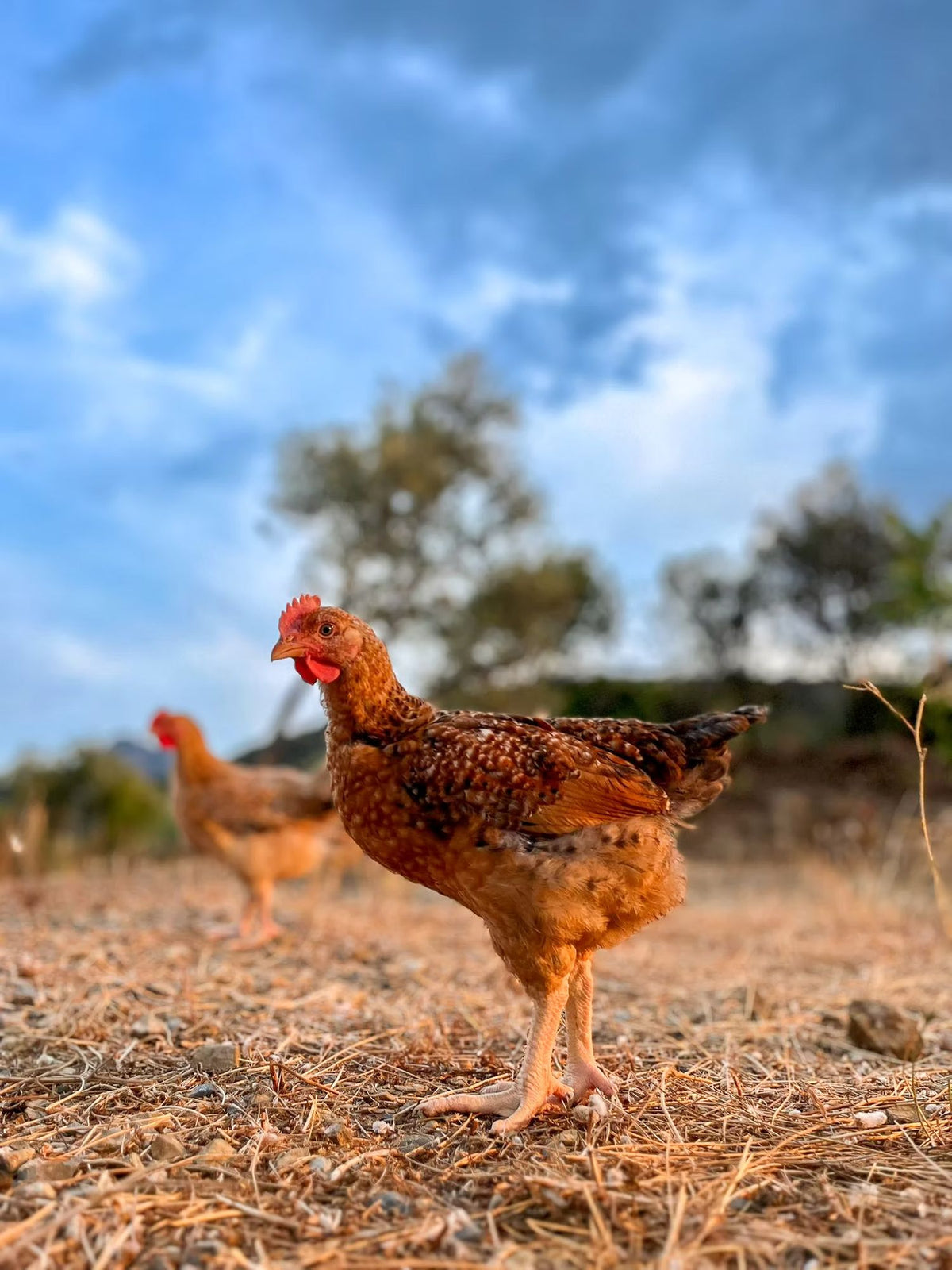 Finca Loma Verde, en la Sierra de Grazalema