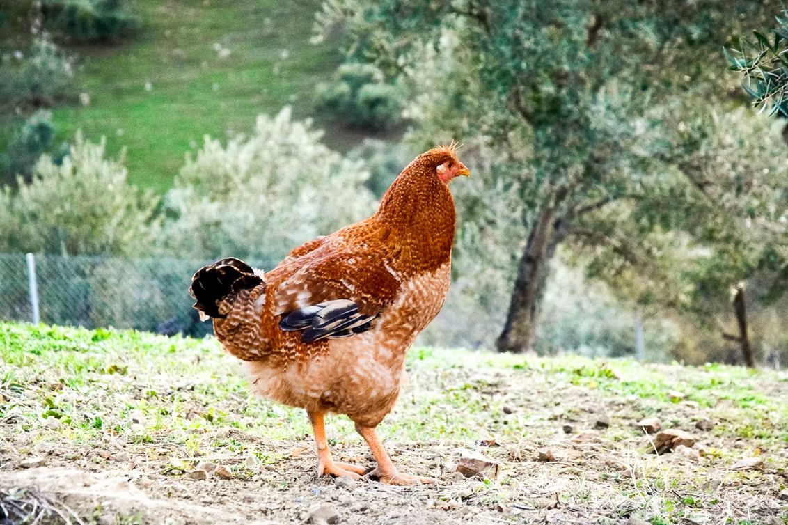 Finca Loma Verde, en la Sierra de Grazalema