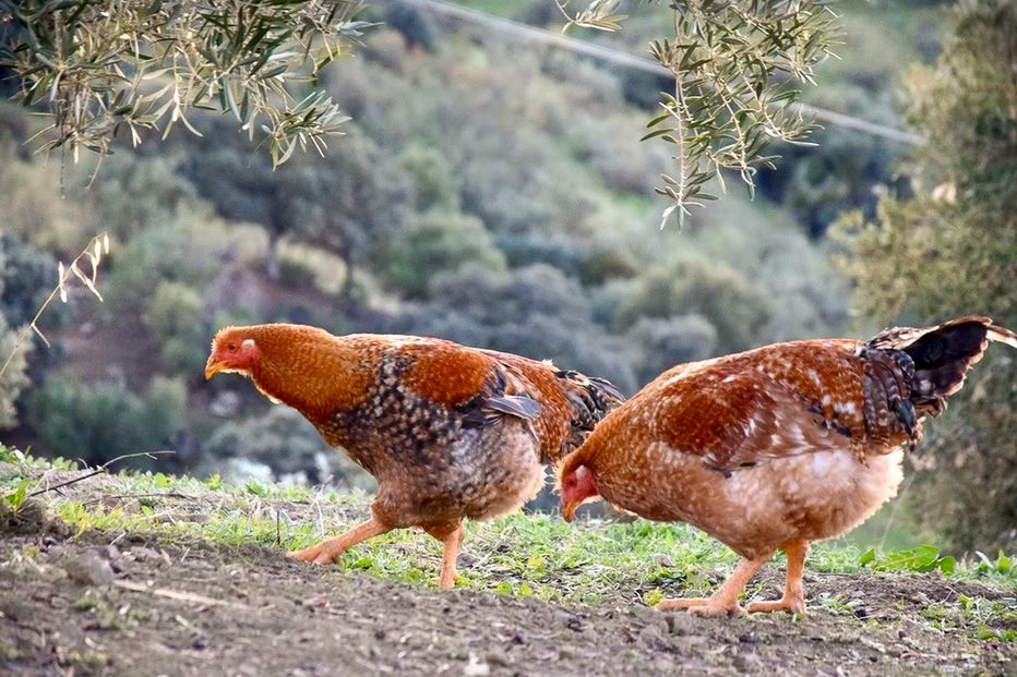Finca Loma Verde, en la Sierra de Grazalema
