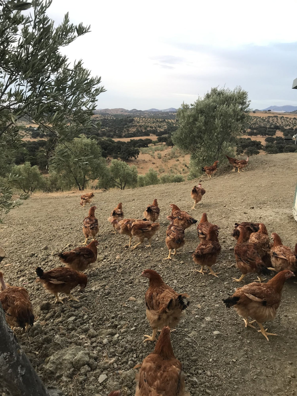 Finca Loma Verde, en la Sierra de Grazalema