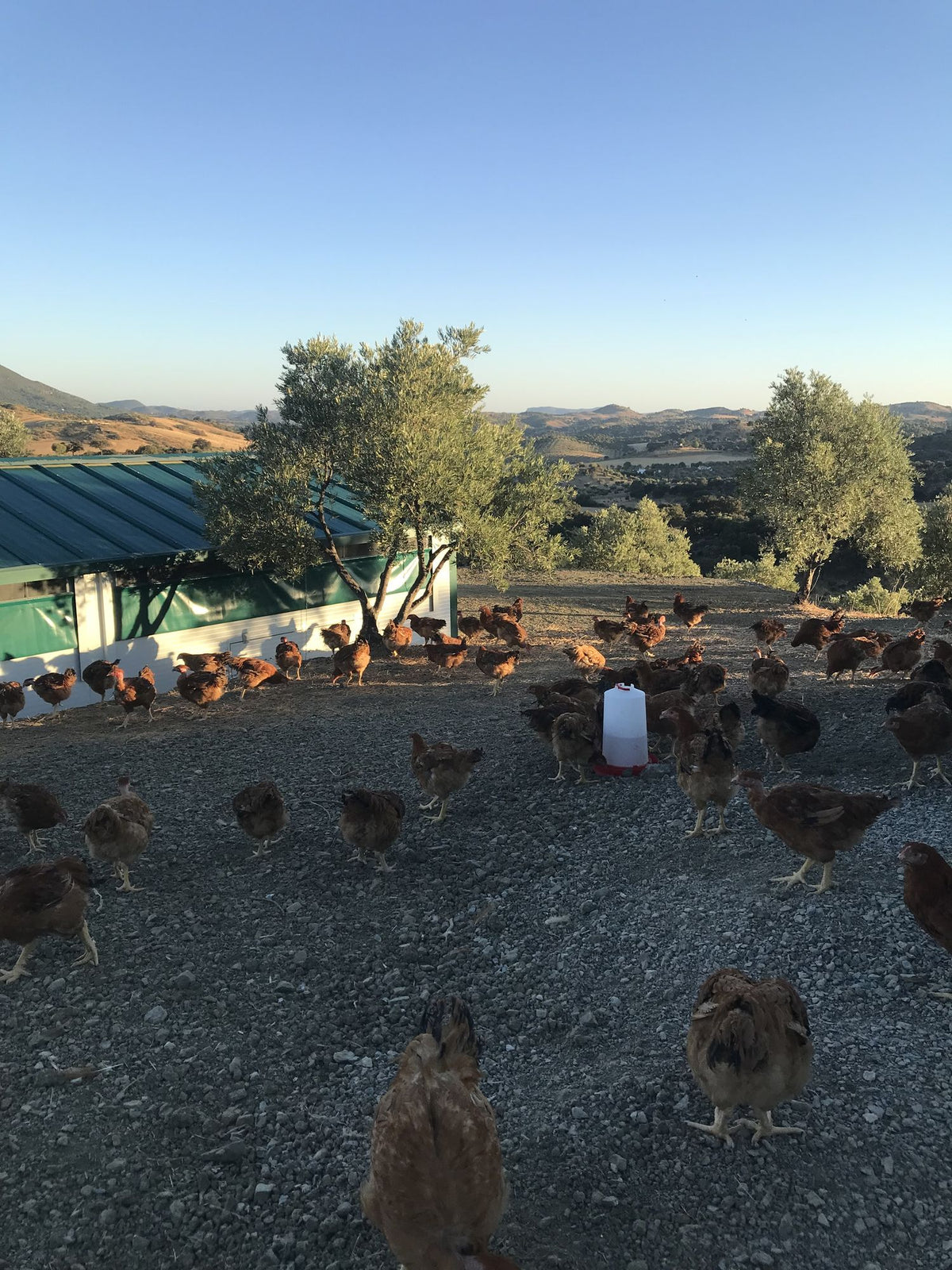 Finca Loma Verde, en la Sierra de Grazalema