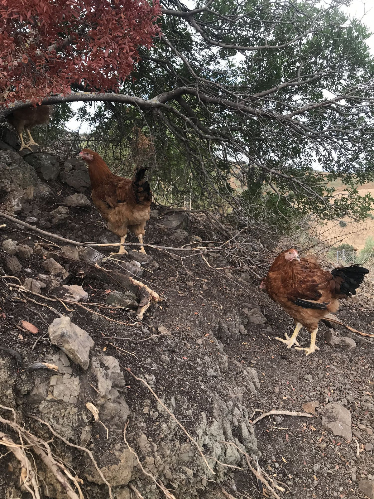 Finca Loma Verde, en la Sierra de Grazalema