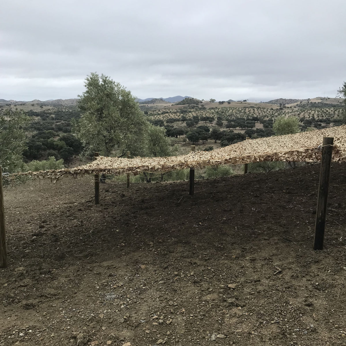 Finca Loma Verde, en la Sierra de Grazalema