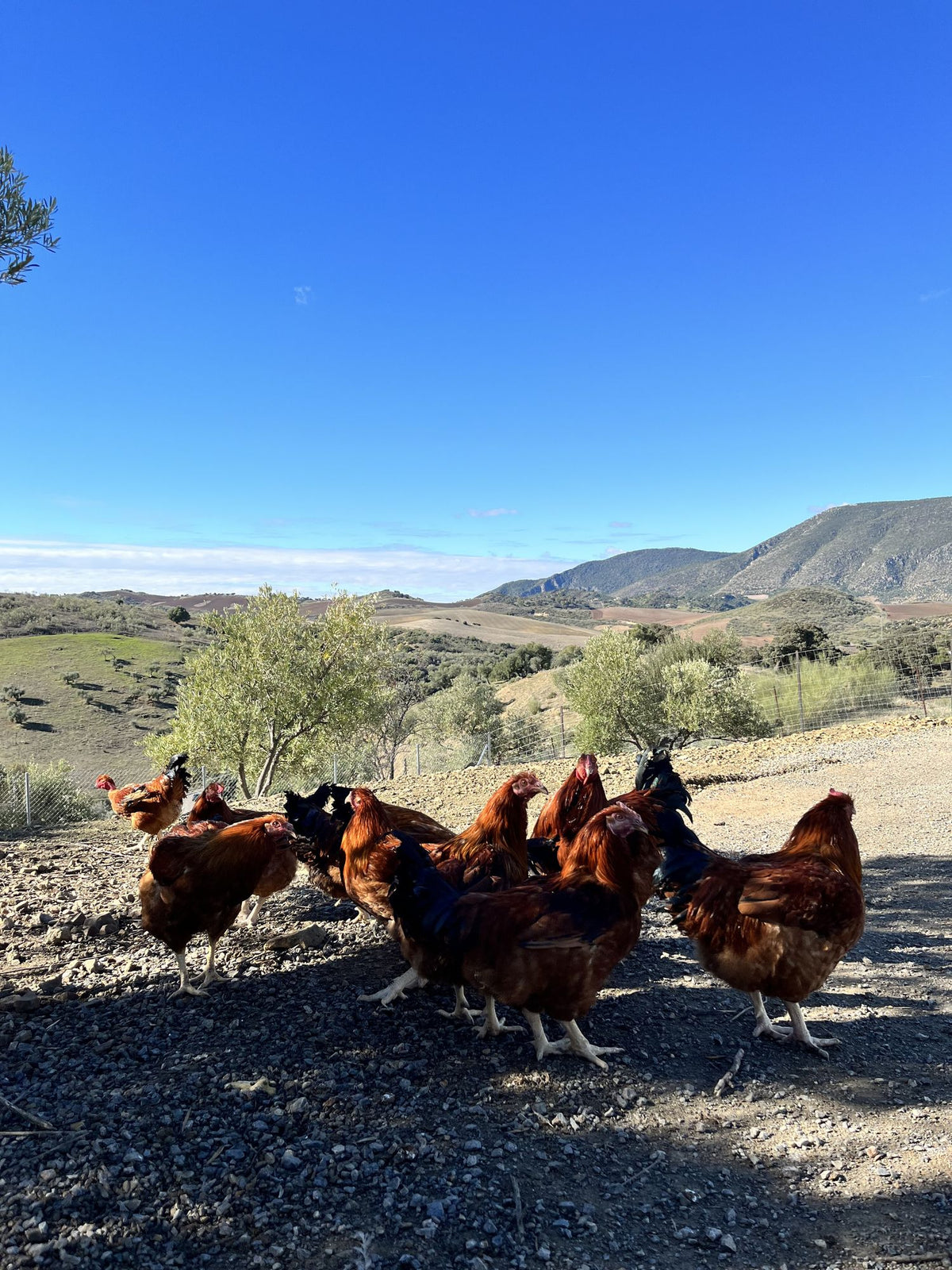 Finca Loma Verde, en la Sierra de Grazalema