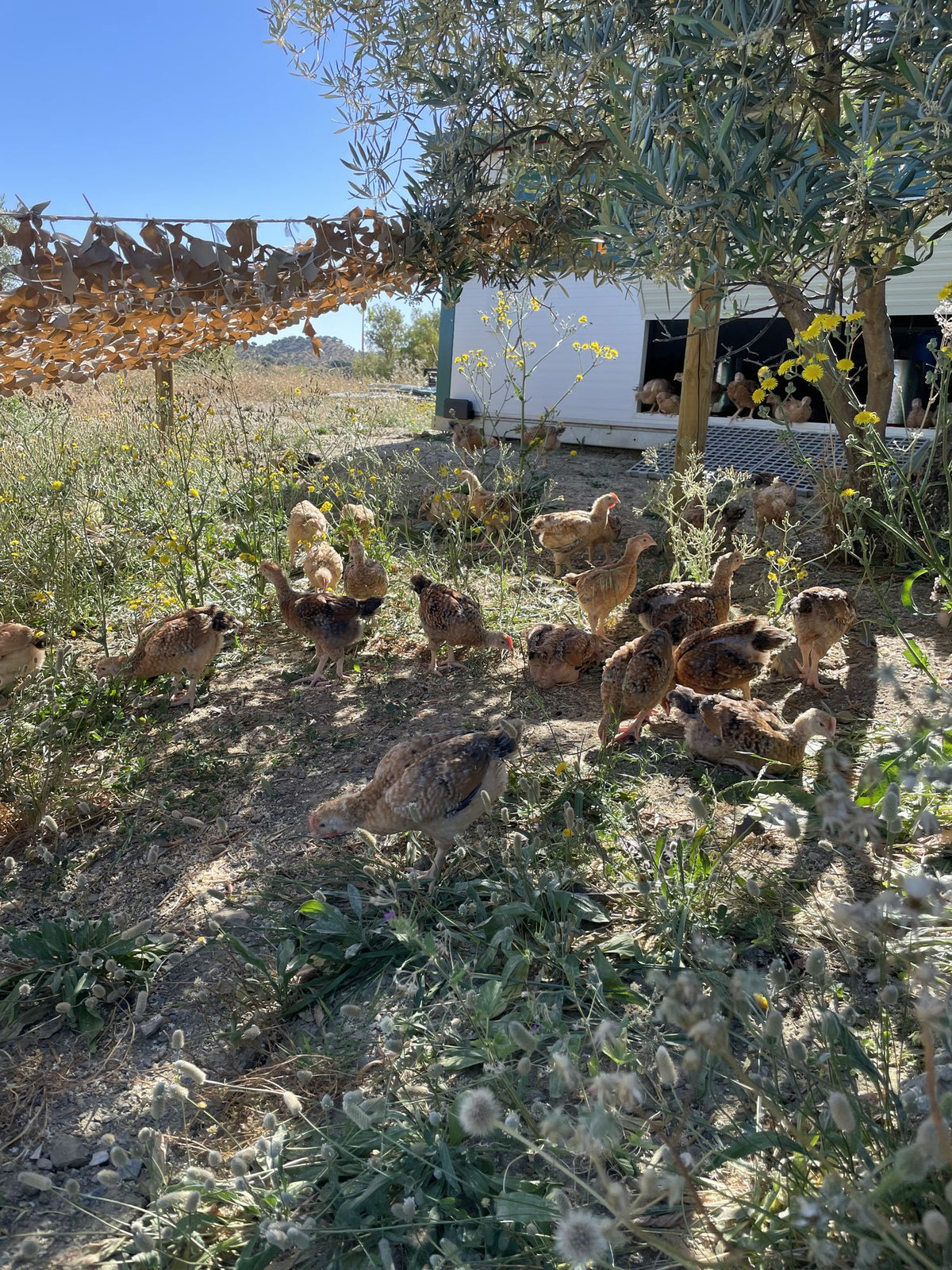 Finca Loma Verde, en la Sierra de Grazalema
