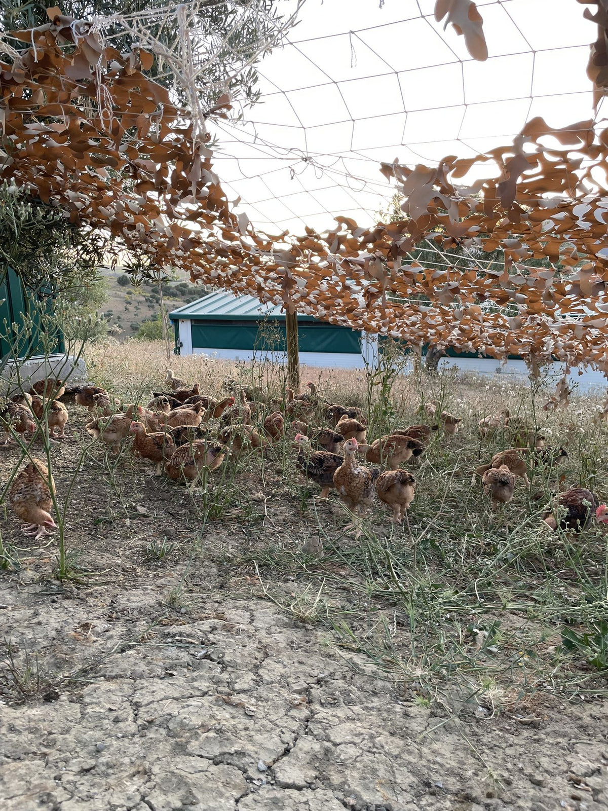 Finca Loma Verde, en la Sierra de Grazalema