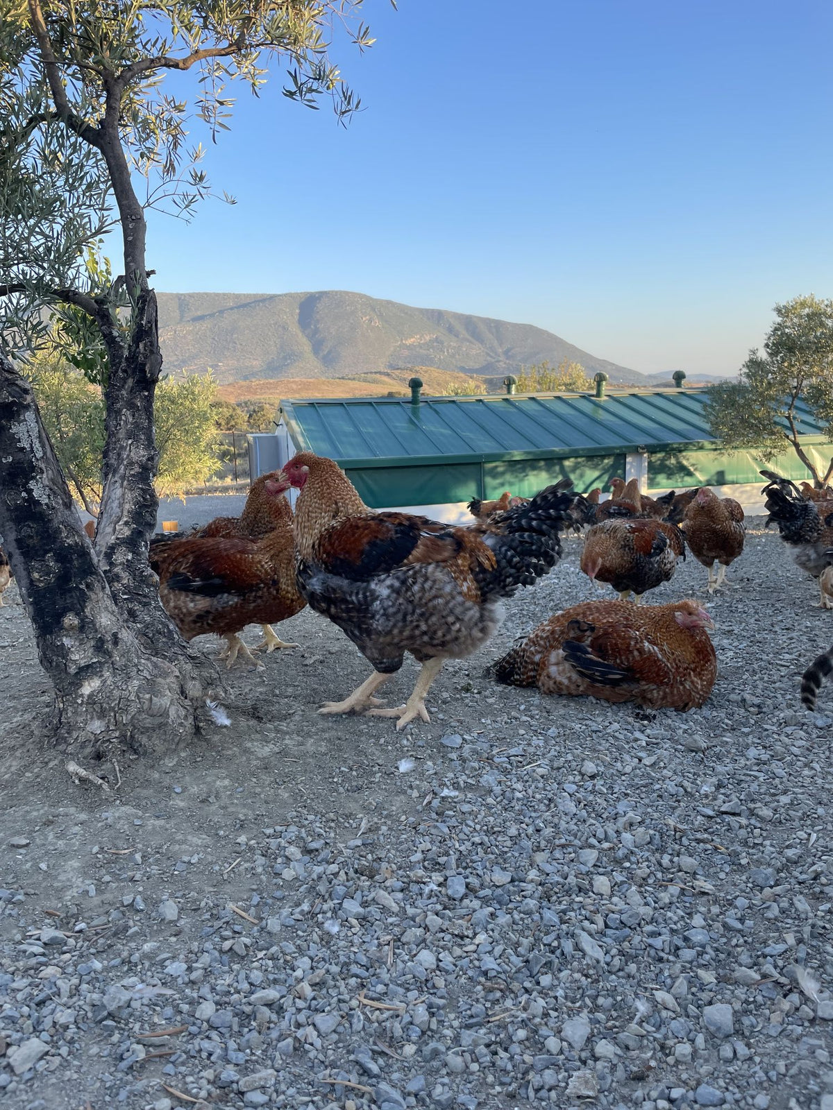 Finca Loma Verde, en la Sierra de Grazalema