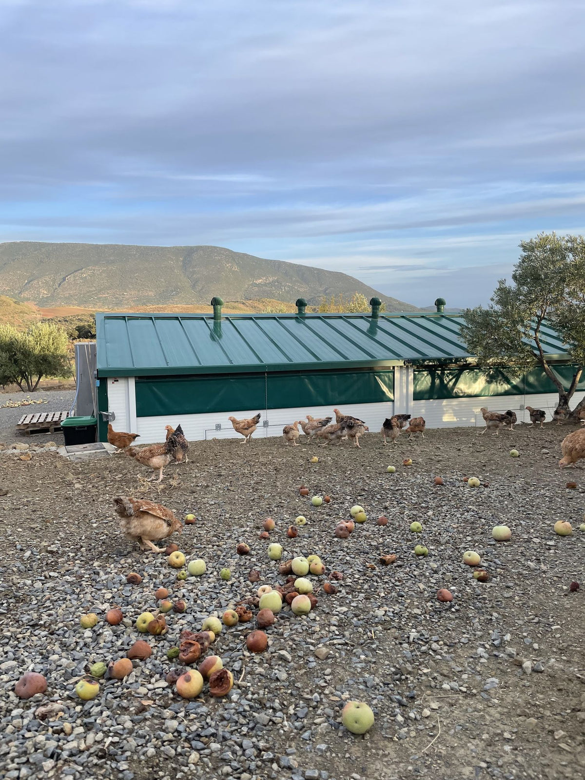 Finca Loma Verde, en la Sierra de Grazalema