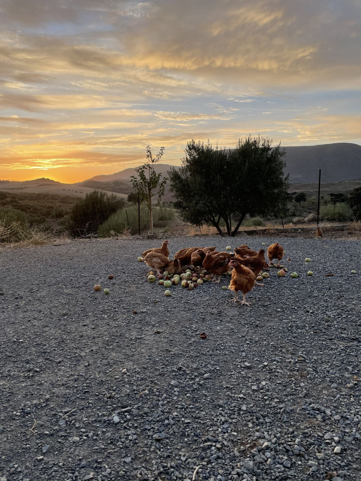 Finca Loma Verde, en la Sierra de Grazalema