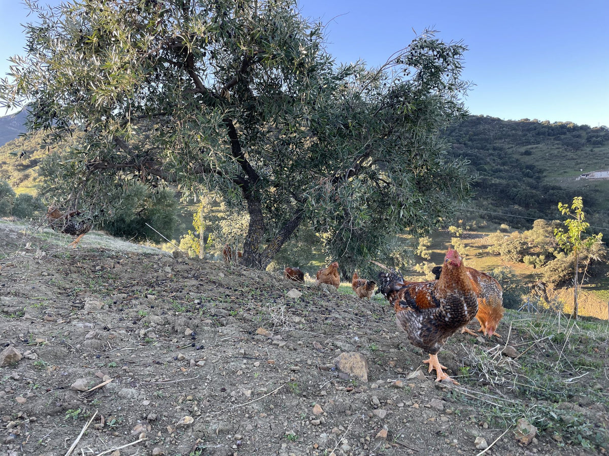 Finca Loma Verde, en la Sierra de Grazalema