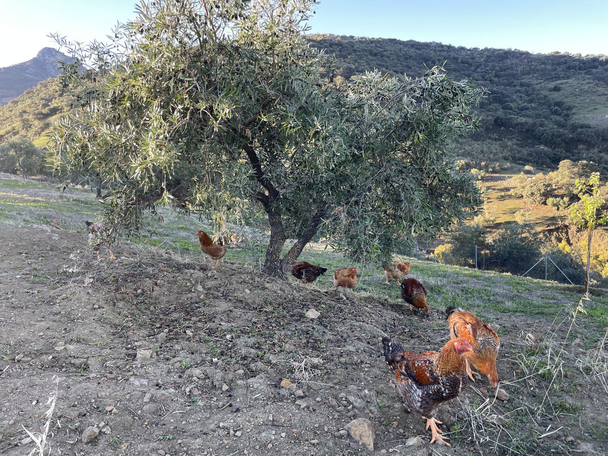 Finca Loma Verde, en la Sierra de Grazalema