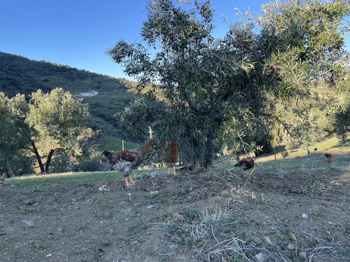 Finca Loma Verde, en la Sierra de Grazalema