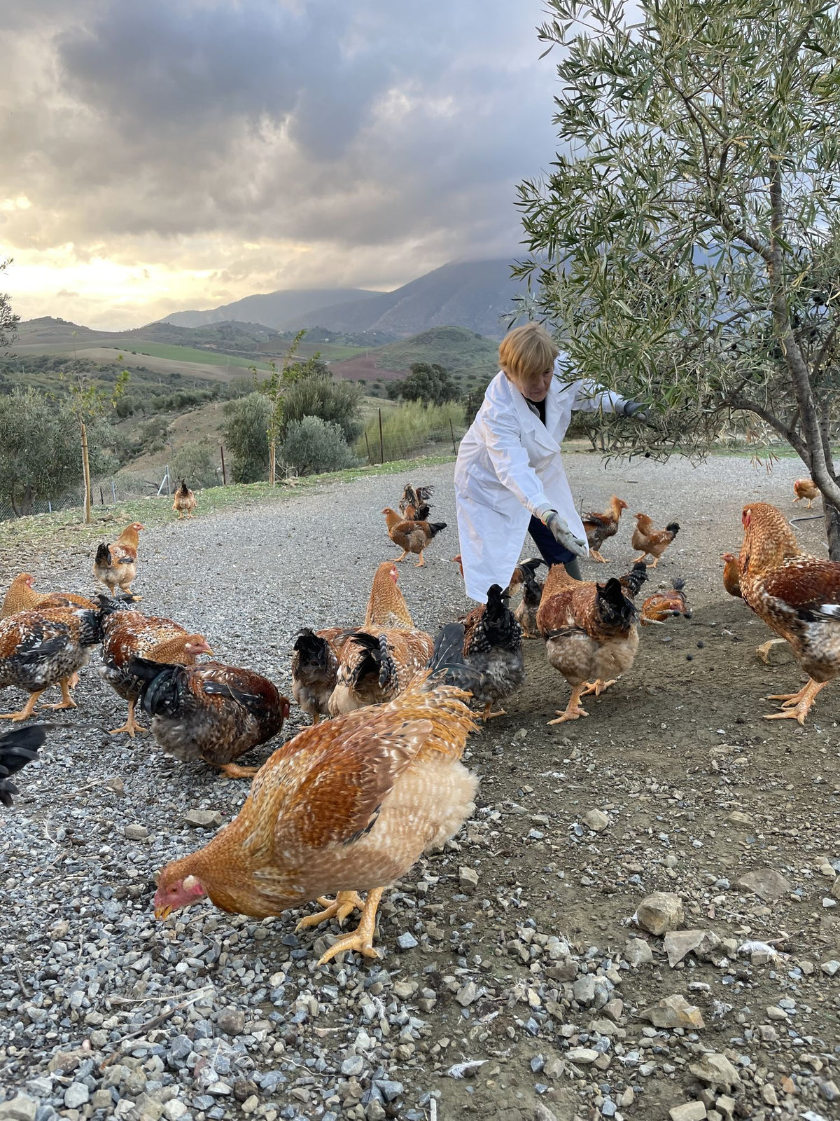 Finca Loma Verde, en la Sierra de Grazalema