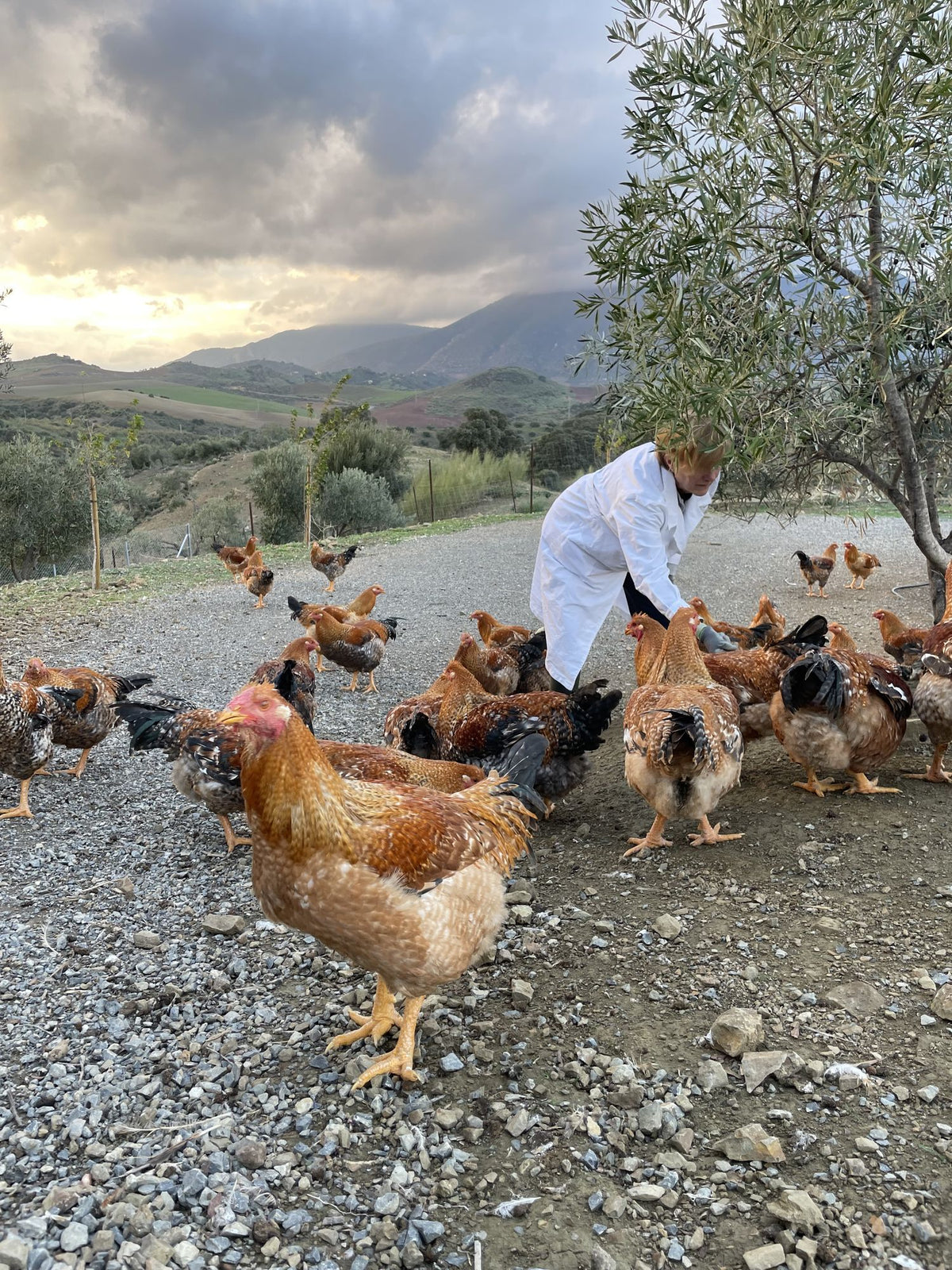 Finca Loma Verde, en la Sierra de Grazalema