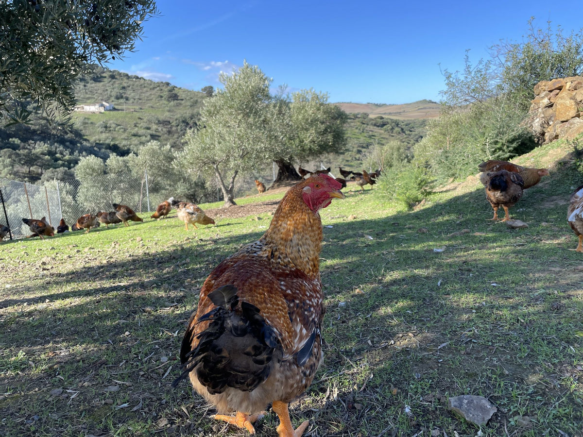 Finca Loma Verde, en la Sierra de Grazalema