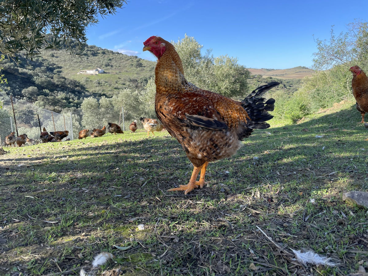 Finca Loma Verde, en la Sierra de Grazalema