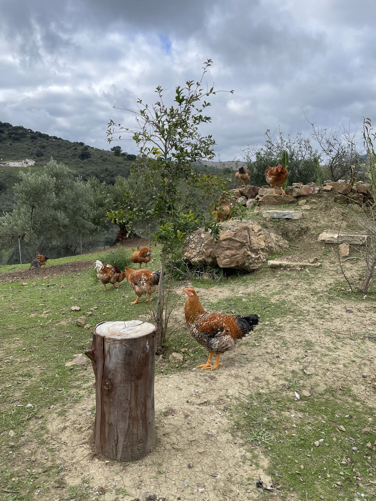 Finca Loma Verde, en la Sierra de Grazalema