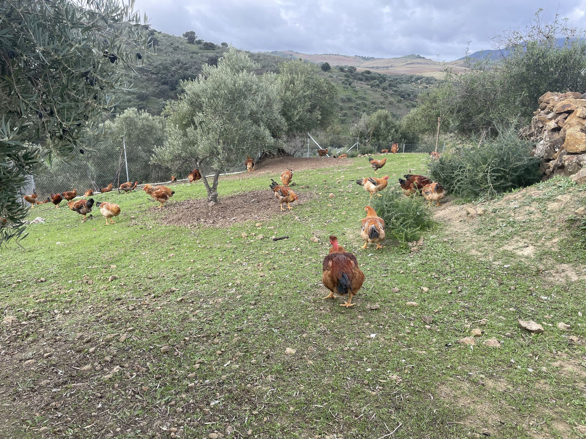 Finca Loma Verde, en la Sierra de Grazalema