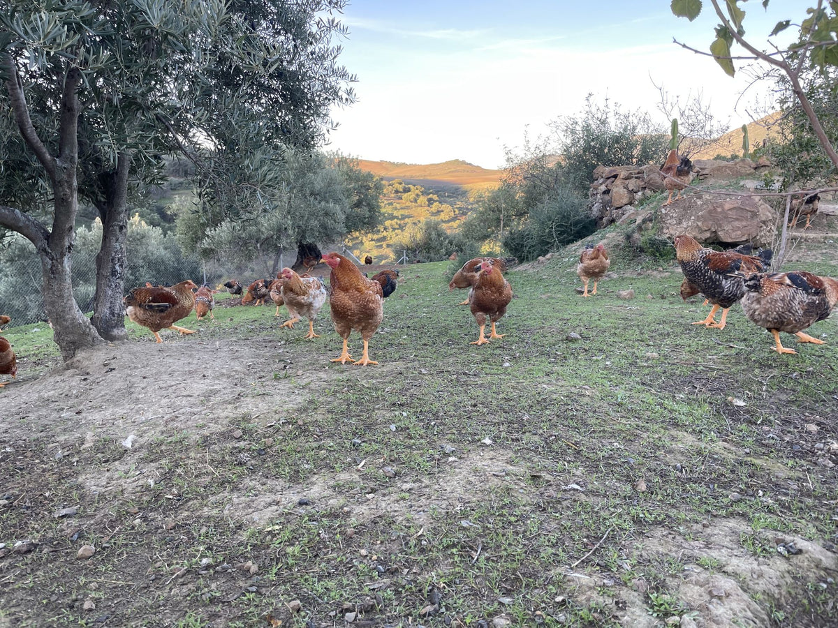 Finca Loma Verde, en la Sierra de Grazalema