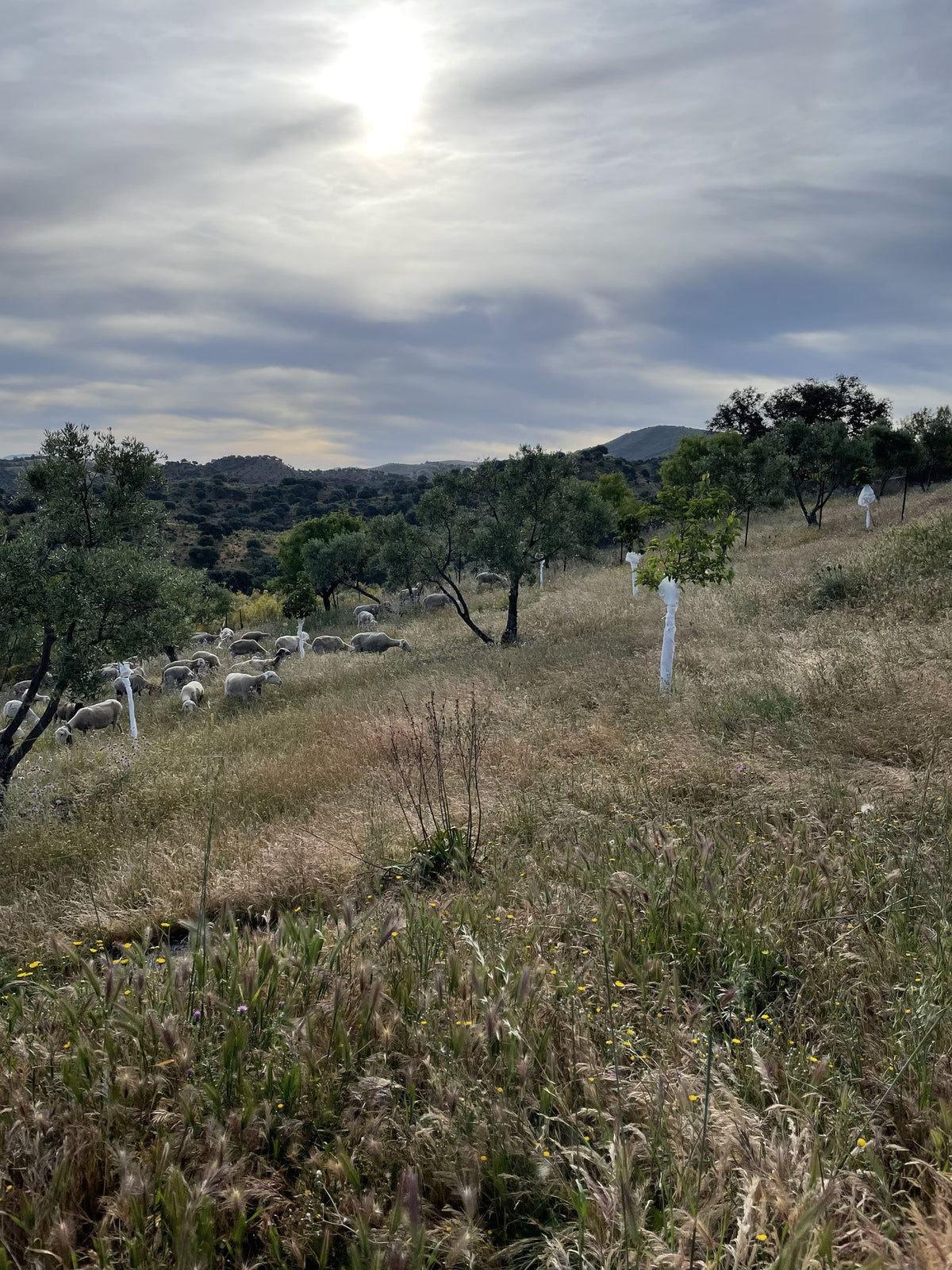 Finca Loma Verde, en la Sierra de Grazalema
