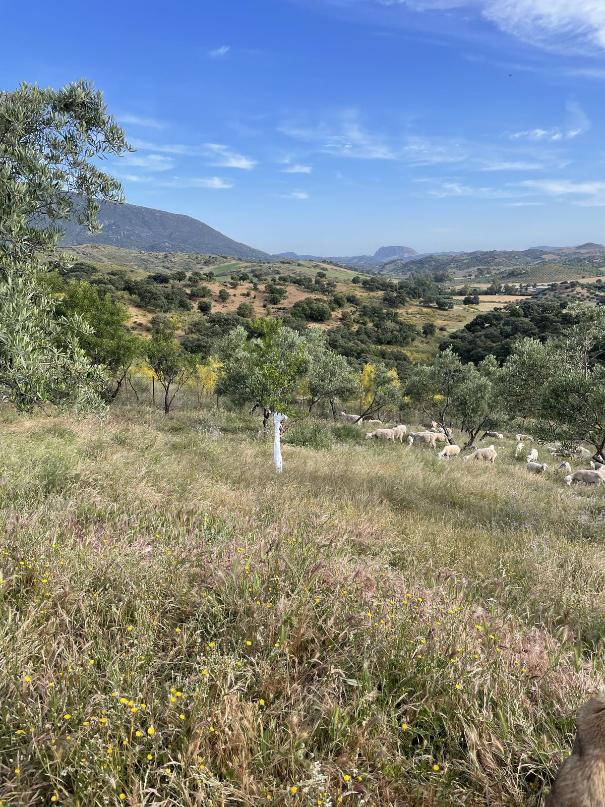 Finca Loma Verde, en la Sierra de Grazalema
