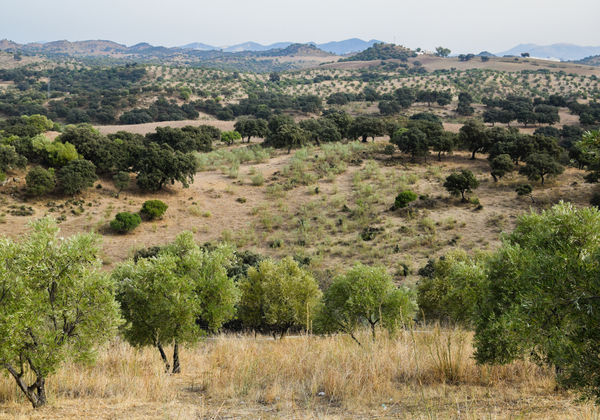 Naturaleza de la sierra