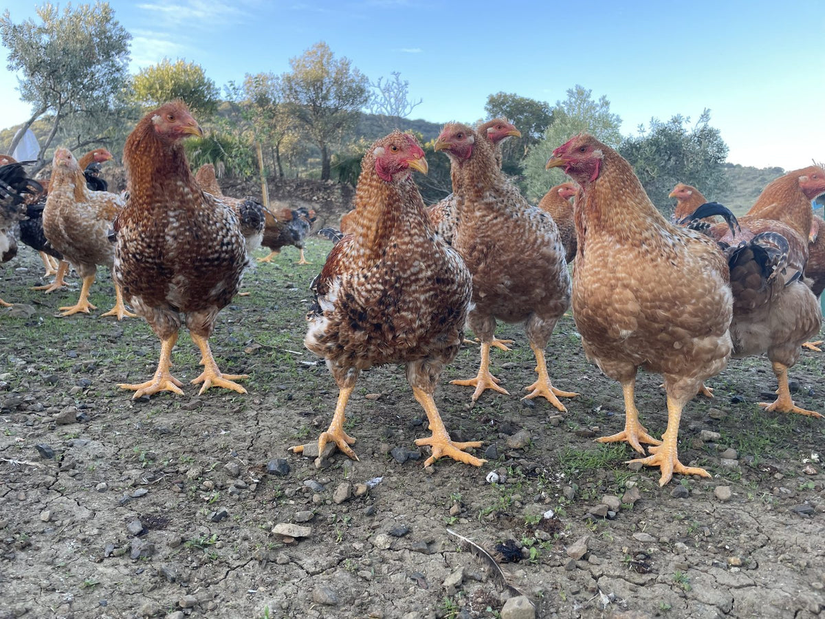 Capones y pulardas de la finca en el olivar