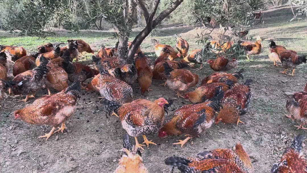 Capones de Finca Loma Verde a la sombra de los olivos en la Sierra de Grazalema