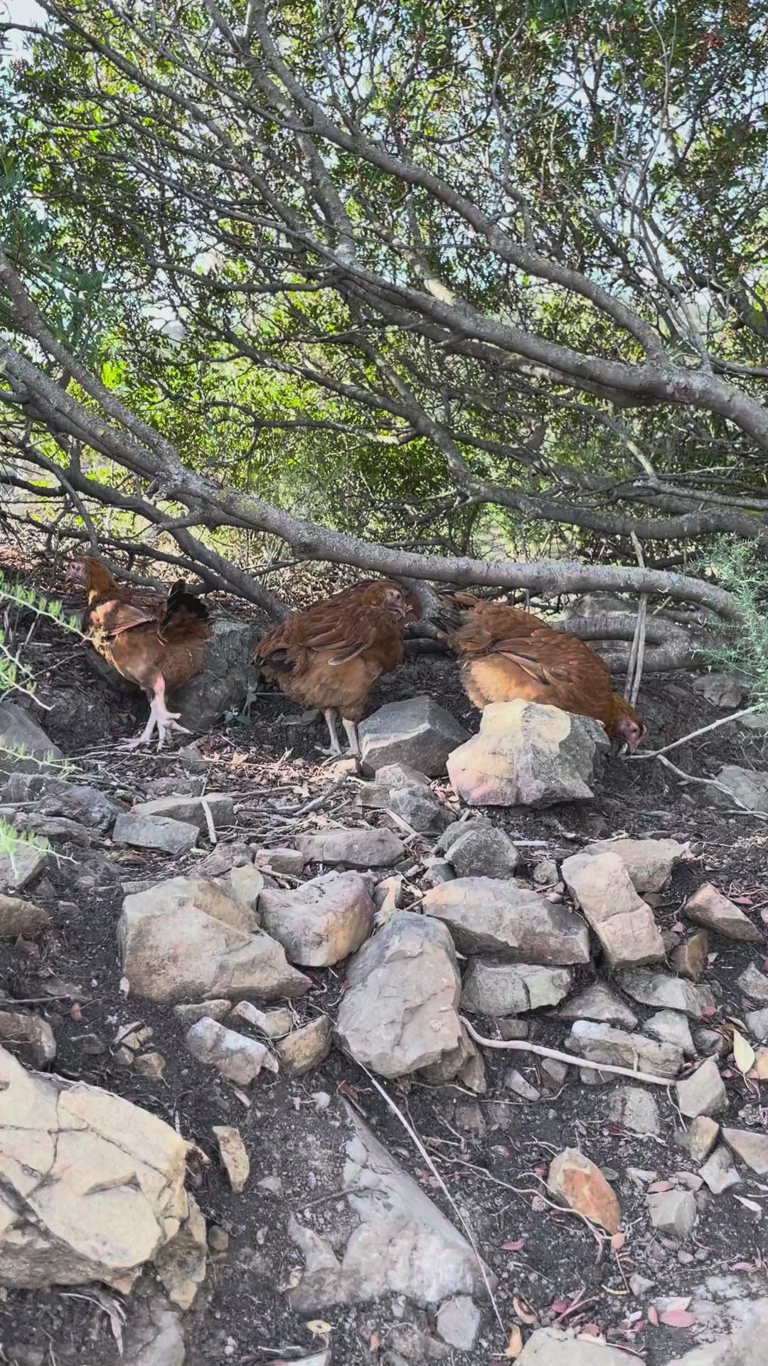 Pulardas de Finca Loma Verde en el olivar de la Sierra de Grazalema